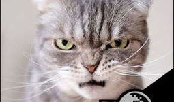 猫咪短视频官网,捕捉萌宠瞬间，共享欢乐时光