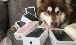 香香公主和爱犬吃瓜爆料,娱乐圈幕后真相曝光