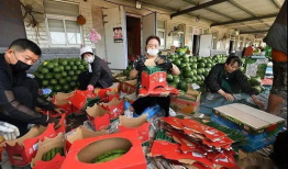 广西吃瓜群众爆料梧州事件,吃瓜群众视角下的真相揭秘