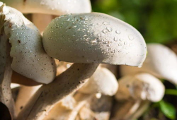 蘑菇视频爆料吃瓜51,吃瓜51背后的惊人真相