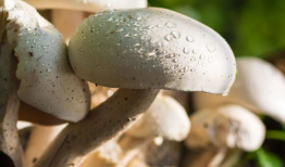 蘑菇视频爆料吃瓜51,吃瓜51背后的惊人真相