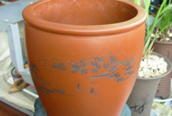 花盆儿短视频,园艺生活美学新体验