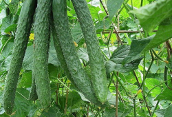 sae8吃瓜爆料功能,SAE8独家爆料，明星幕后故事大公开